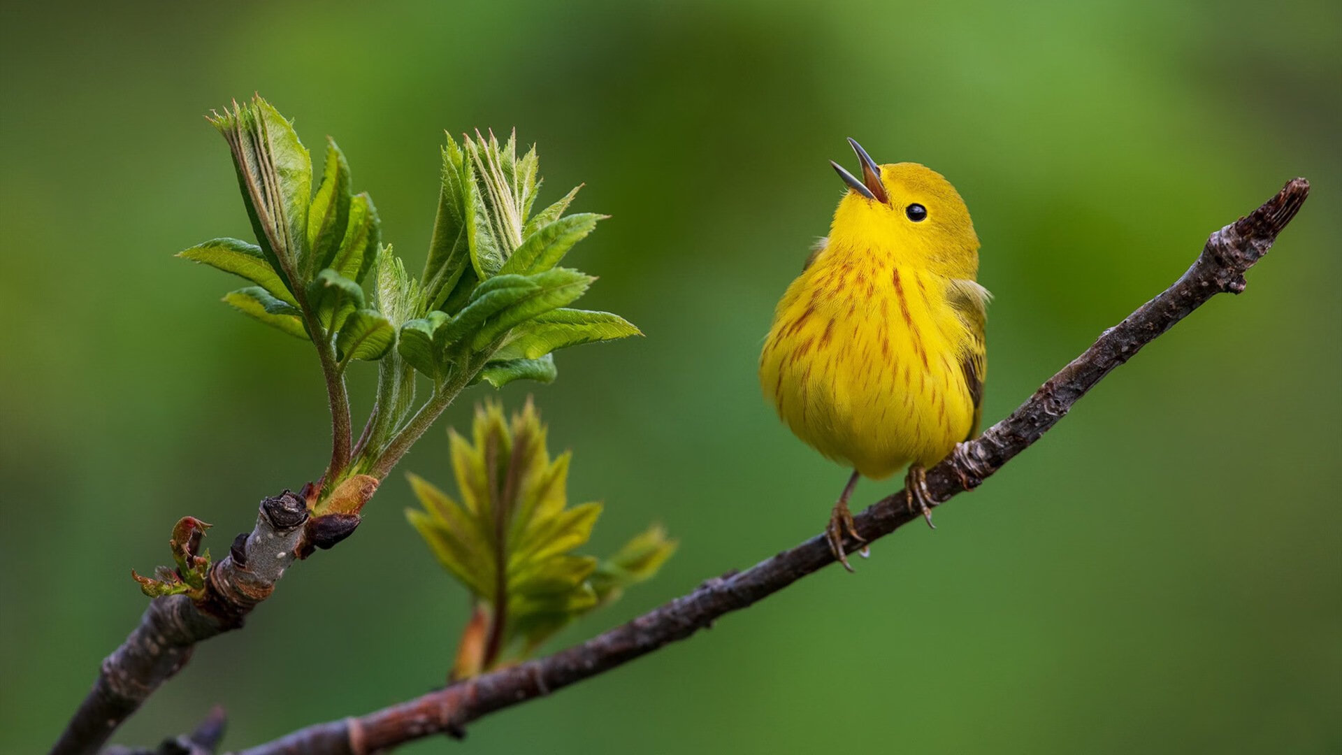 加纳篮球风暴席卷埃及,加维抢七狂飙奠定传奇之夜